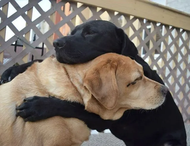 2 chú chó ôm an ủi lẫn nhau
