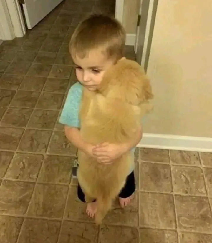 Meme chó và người ôm nhau hạnh phúc nồng nàn