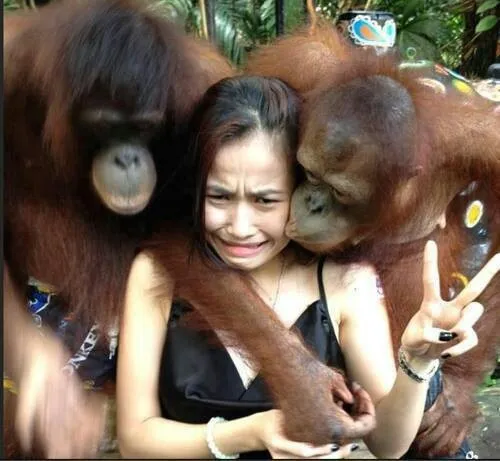 Ảnh chế các chú khỉ đang ôm cô gái