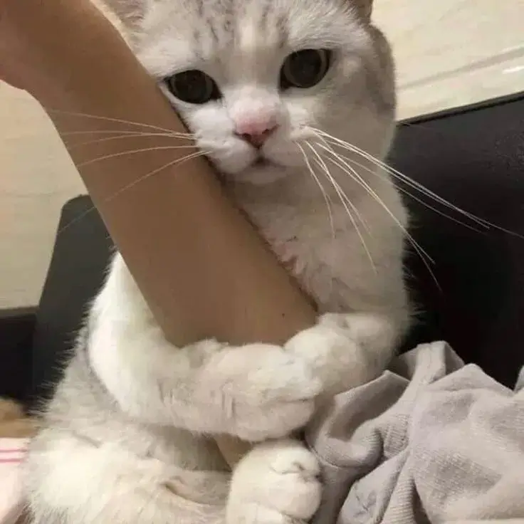 Hình mèo ôm chân dễ mến