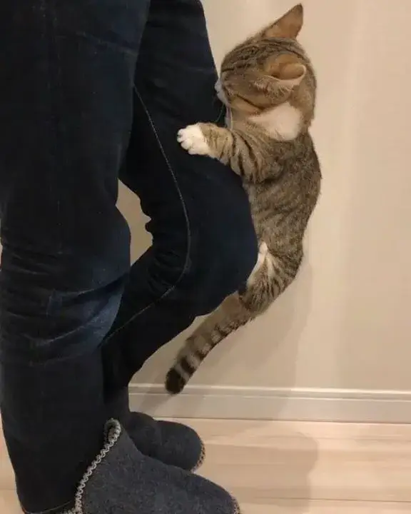 Ảnh mèo ôm chân thú vị