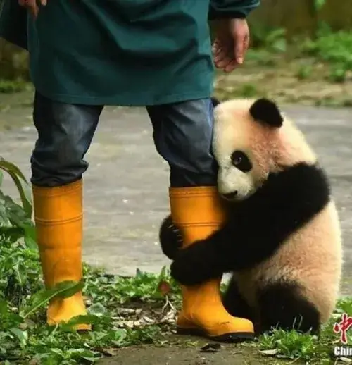 Ảnh meme gấu trúc chế ôm chân người nuôi