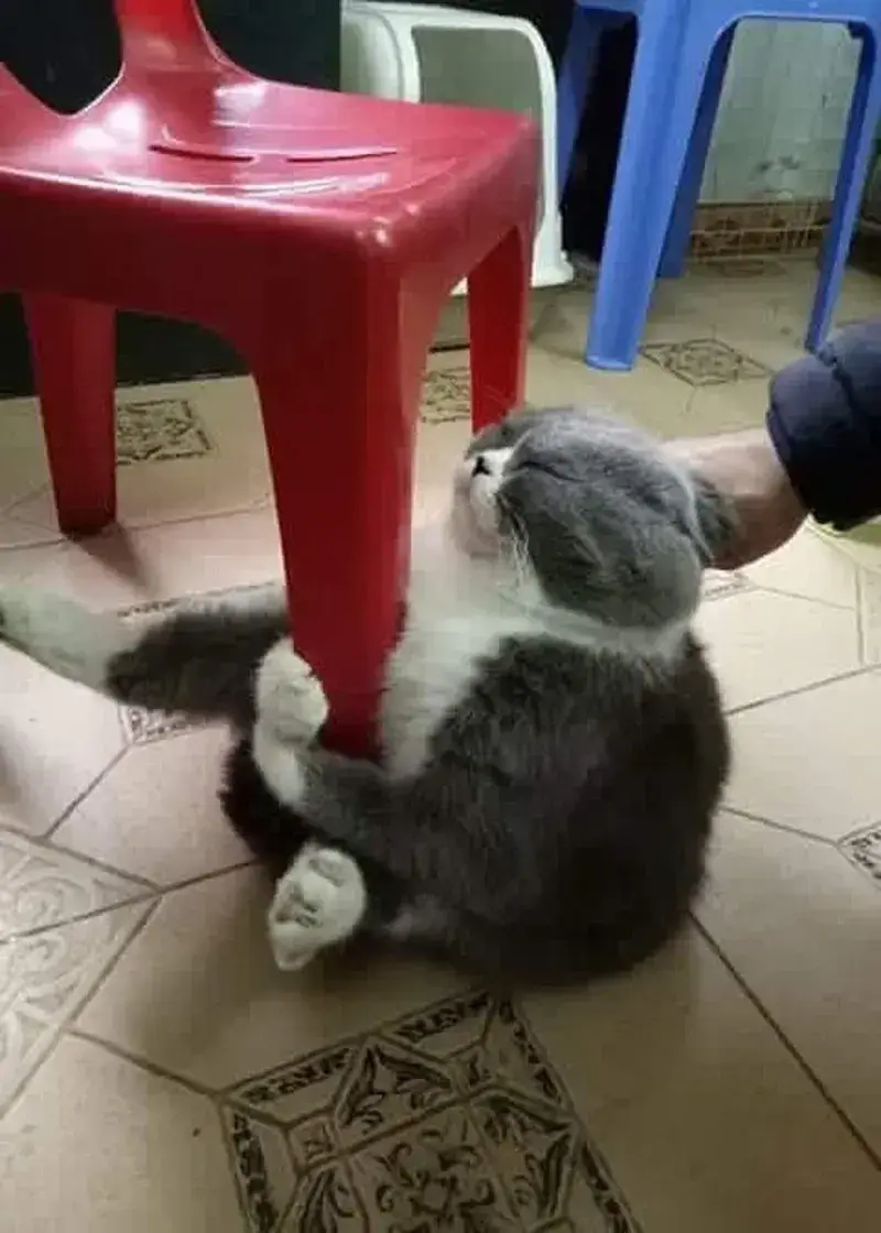 Meme ôm chân ghế hài hước