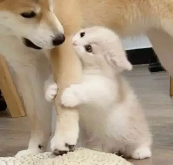 Hình mèo ôm chân chó đáng yêu