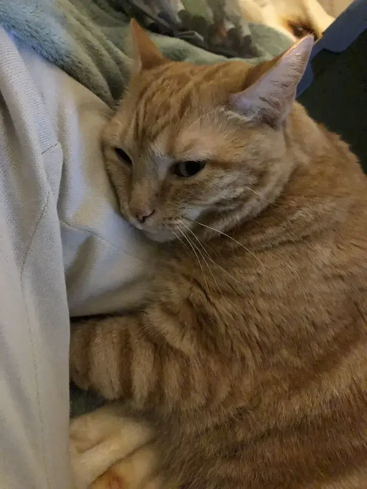 Ảnh chế ôm chân ngầu