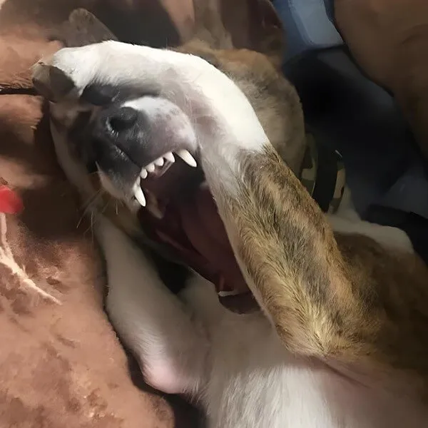 Hình troll chú chó ôm đầu ngạc nhiên tinh nghịch