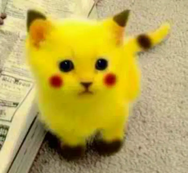 Meme mèo cosplay màu sơn vàng của Pikachu