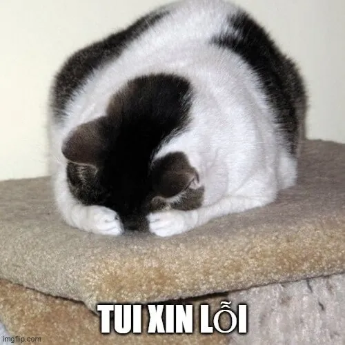 Ảnh chế mèo quỳ xin lỗi cực “lầy”