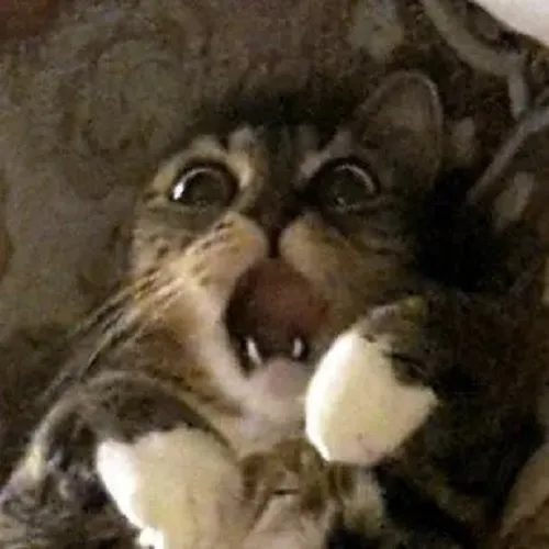 Ảnh chế mèo nhỏ bàng hoàng trước tình huống khó đỡ