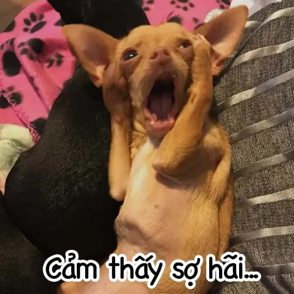 Meme chó sợ hãi kịch tính nhưng được biến tấu dí dỏm