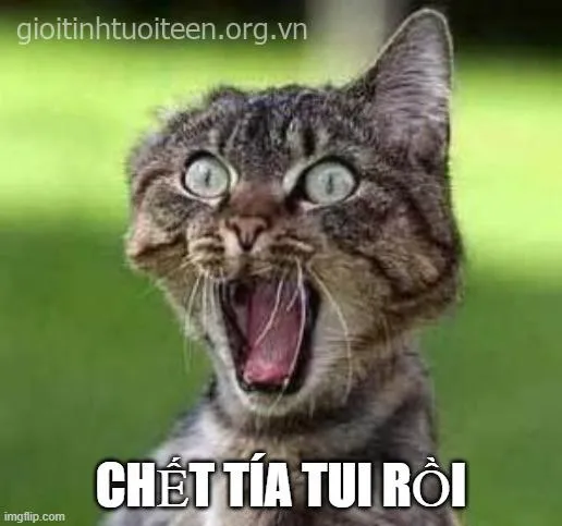 Ảnh chế mèo con run rẩy đáng yêu