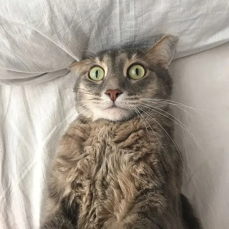 Meme mèo sợ hãi nhưng lại khiến bạn bè thích thú