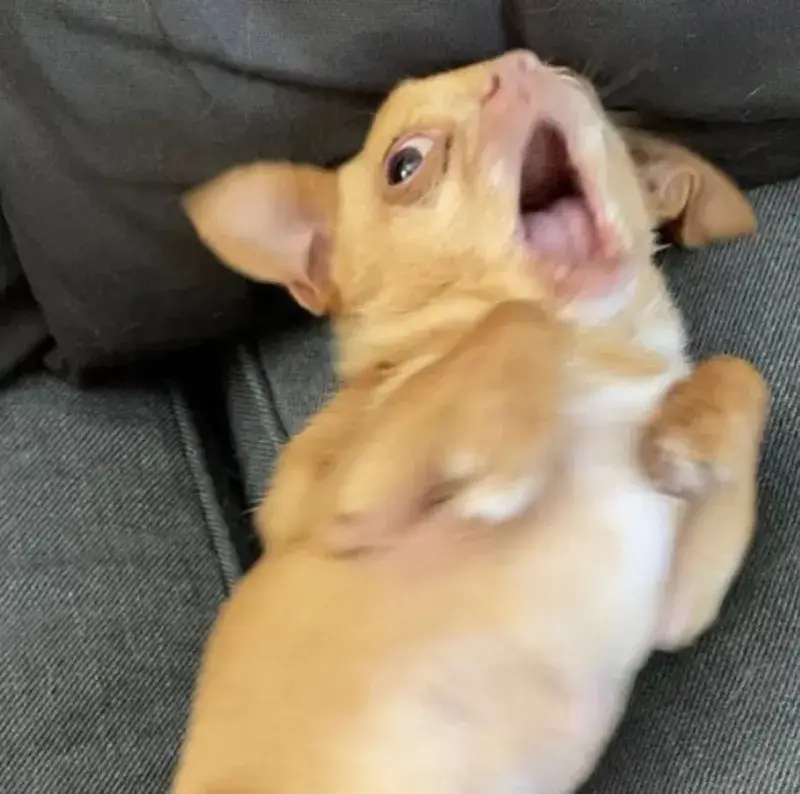 Meme hoảng hốt cao độ