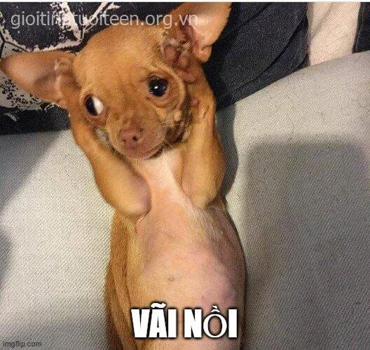 Meme chó kinh hãi hài hước thường dùng để troll bạn bè