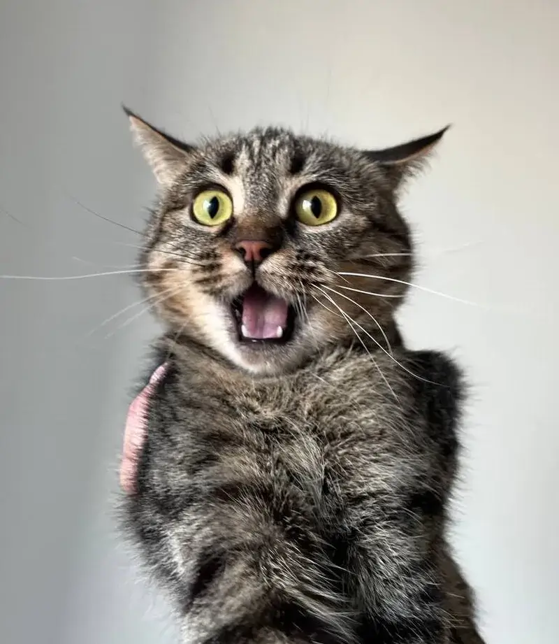 Meme mèo con sợ pha chút ngộ nghĩnh