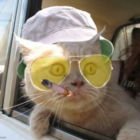 Meme hết hồn, tim suýt rớt ra ngoài.