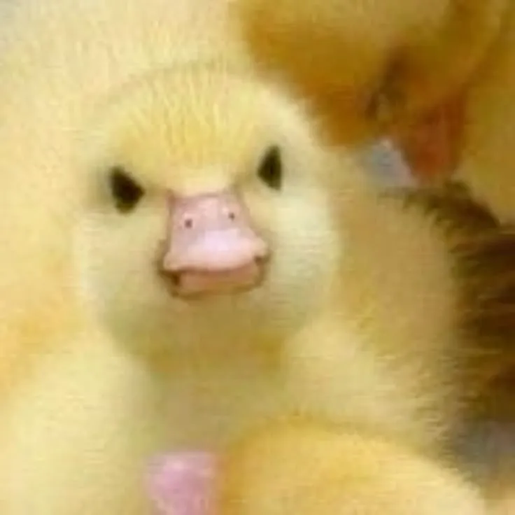 Meme bực mình, mặt troll lầy lội.