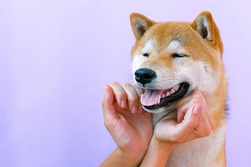 Bộ 110+ Meme Chó Cười cực duyên, cười đểu nhe răng nhây bựa