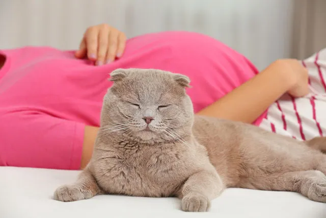 Meme mèo bất lực khuôn mặt ngán ngẩm cực buồn cười