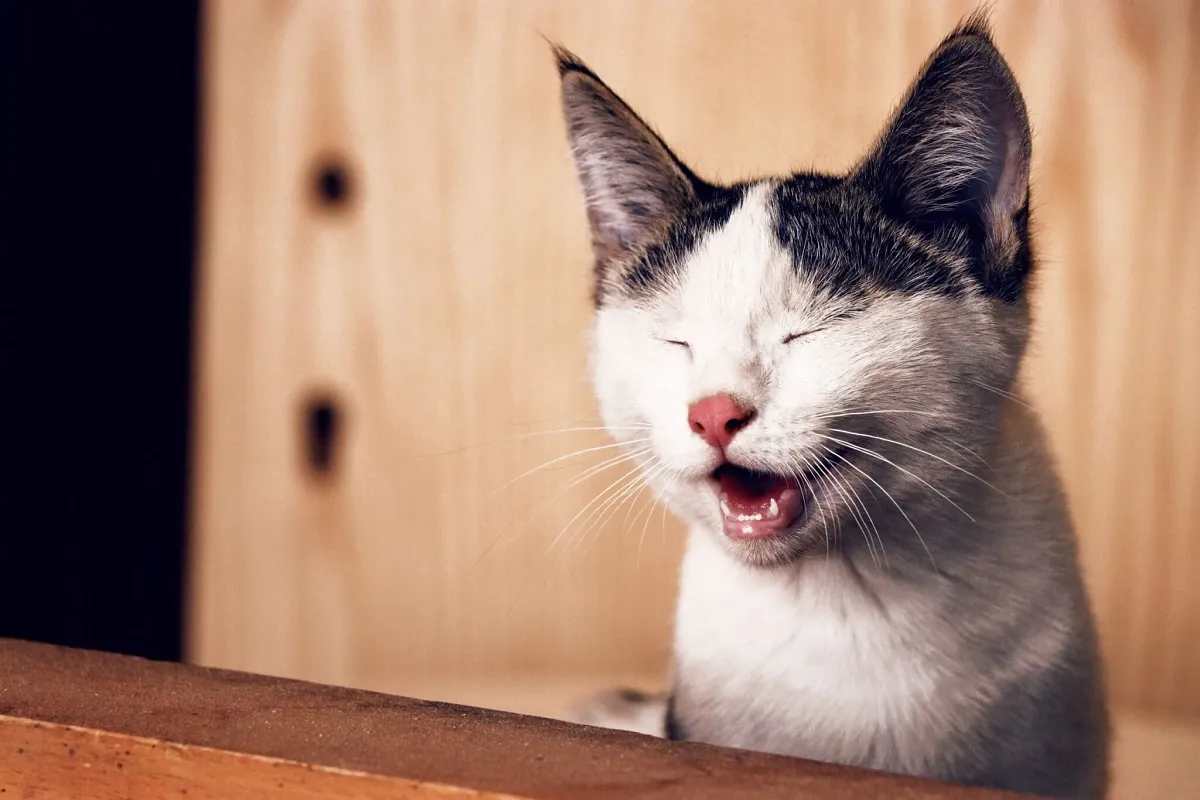 100+ Meme Mèo Cười cute, cười đểu chỉ tay troll bựa, cười nhe răng siêu khó đỡ