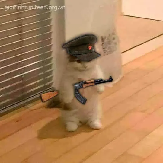 Meme mèo cầm súng khuôn mặt sát khí nhưng cực đáng yêu