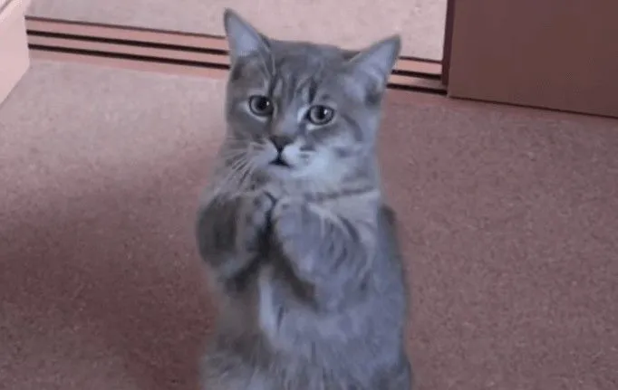 Hình chế mèo quỳ lạy cực hợp trend mạng