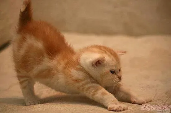 Ảnh chế quỳ lạy khiến crush bật cười