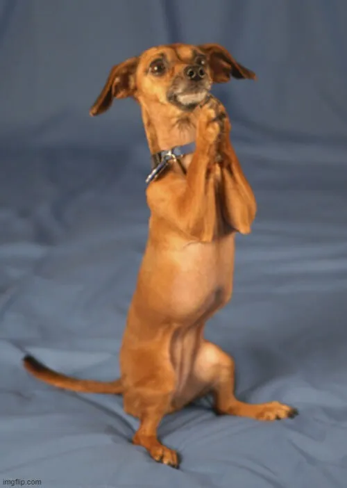 Ảnh chế chú chó quỳ lạy cảm ơn bá đạo