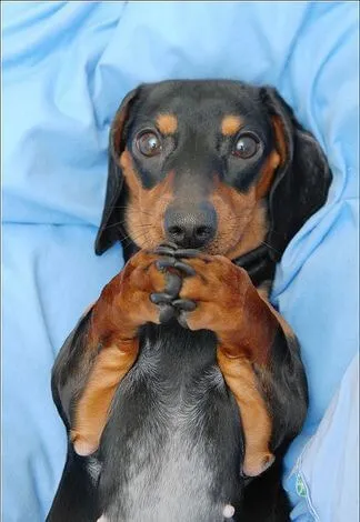 Chú chó nhỏ chắp tay đáng thương