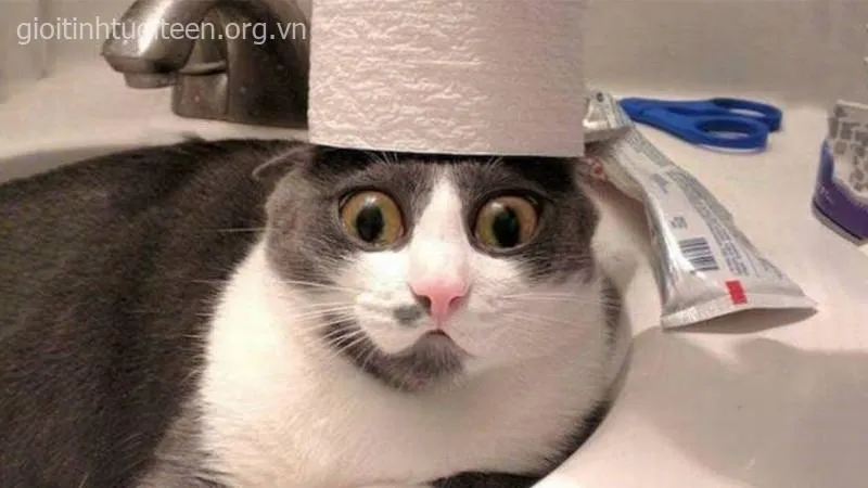 Chú mèo làm mặt ngầu, nhìn như avatar siêu lầy.