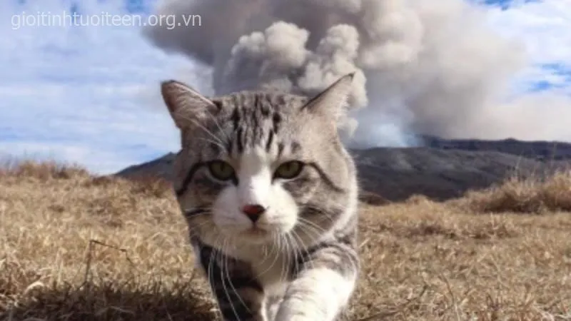 Hình mèo làm mặt dỗi, vừa hài vừa dễ thương.