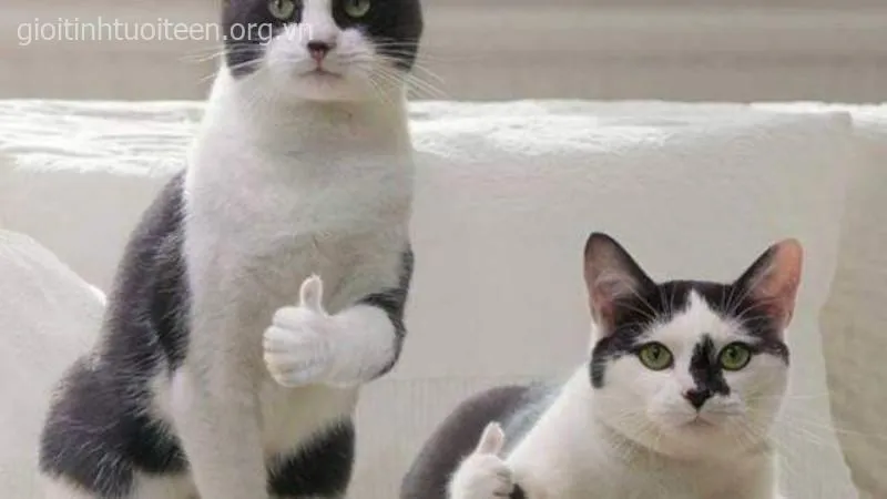 Hình mèo troll bá đạo, biểu cảm lầy khó cưỡng.