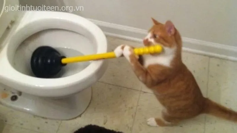 Chú mèo ngồi nghiêm túc như avatar group chat.