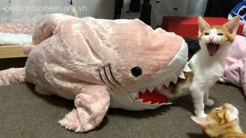 Mèo troll bạn bè bằng ánh mắt vô tri cực gắt.