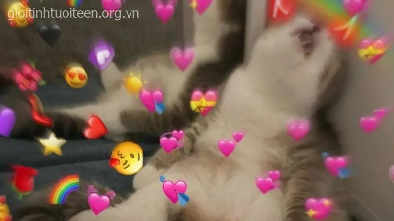 Hình mèo troll vô tri, ánh mắt lạnh mà buồn cười.