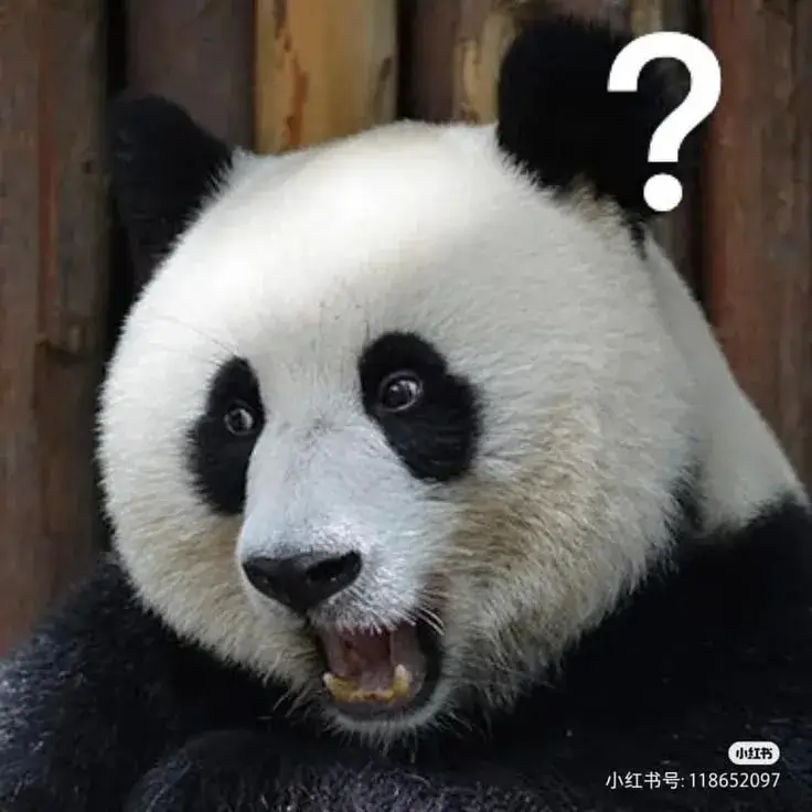 Meme troll gấu đáng yêu nhưng “đời” lắm