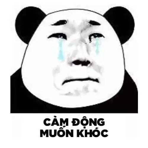Meme gấu hài hước lan tràn TikTok