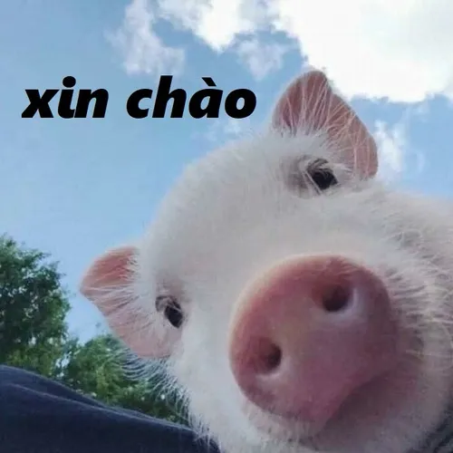 Ảnh chế hello cực kỳ vui nhộn