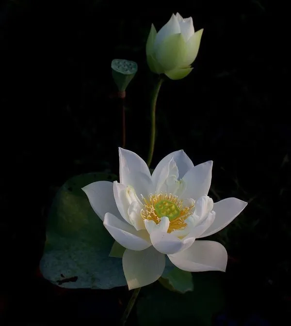 Hình profile chia buồn nhẹ, ánh sáng lam