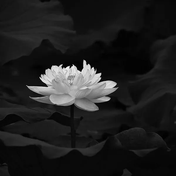 Ảnh đại diện tưởng niệm người thân qua đời