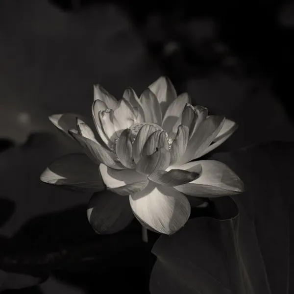 Ảnh avatar hoa sen trắng Zalo báo tang