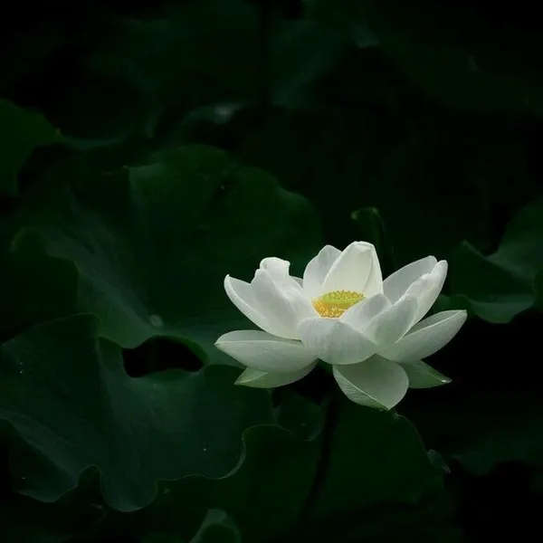 Avatar tang lễ nhẹ, nền tối và tĩnh