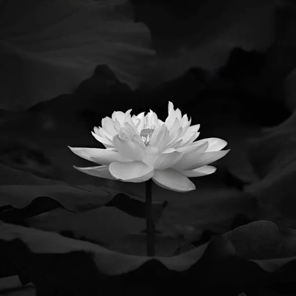 Ảnh hiển thị sen trắng cho ngày đưa tiễn