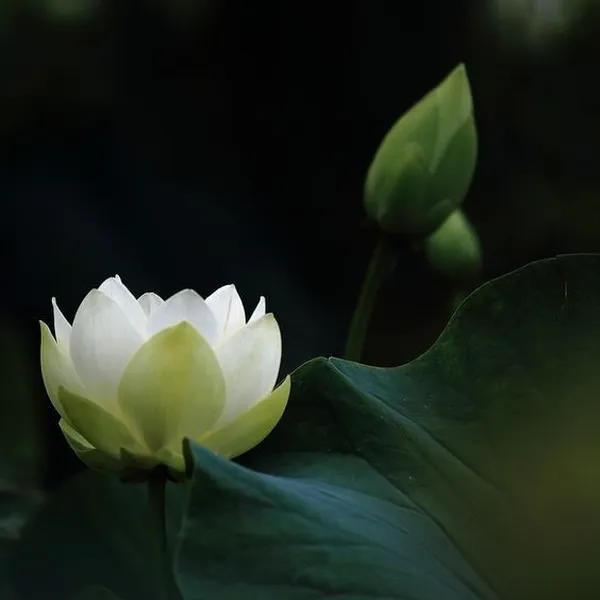 Ảnh trang cá nhân tưởng niệm người đã khuất