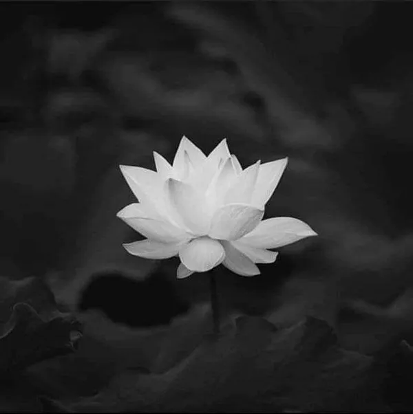 Ảnh profile tang lễ nhẹ và trang trọng