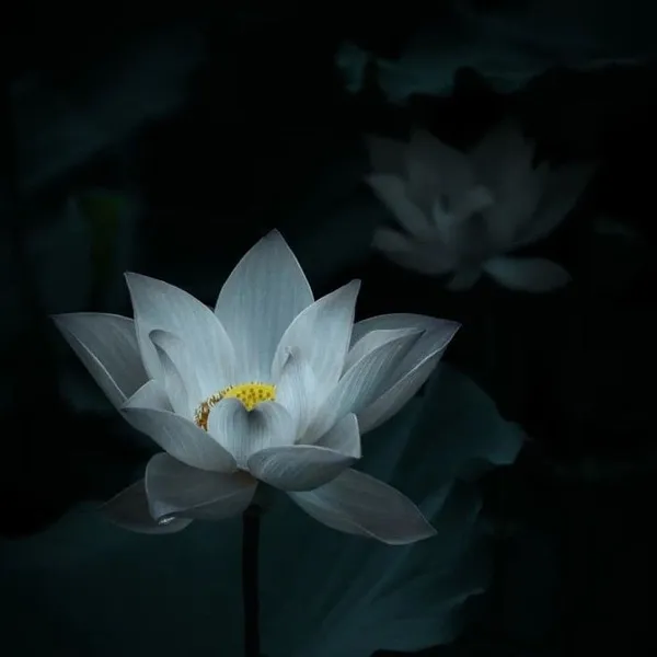 Ảnh đại diện sen trắng, tone trầm nghiêm