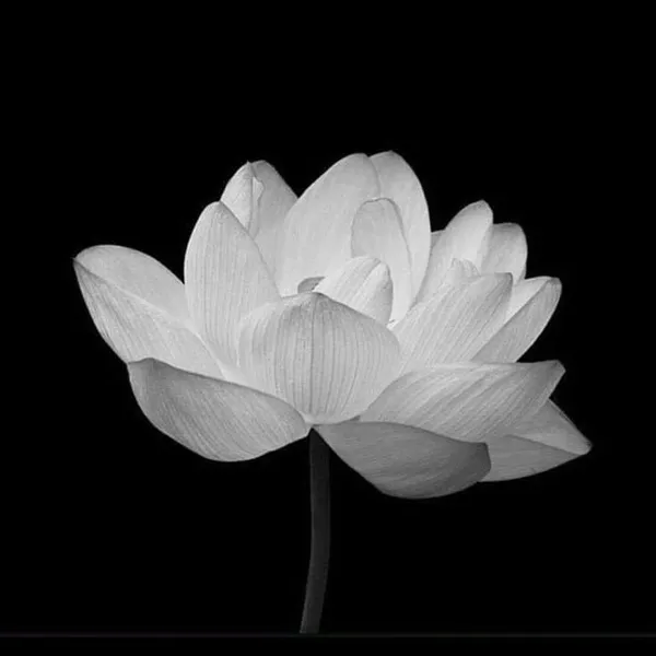 Ảnh avatar tưởng nhớ người thân vừa mất