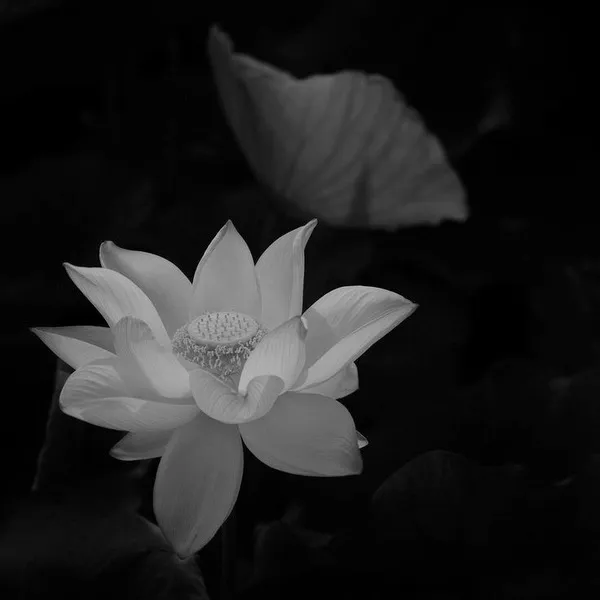 Giữa mất mát, avatar cũng trở thành lời thương nhớ cuối cùng