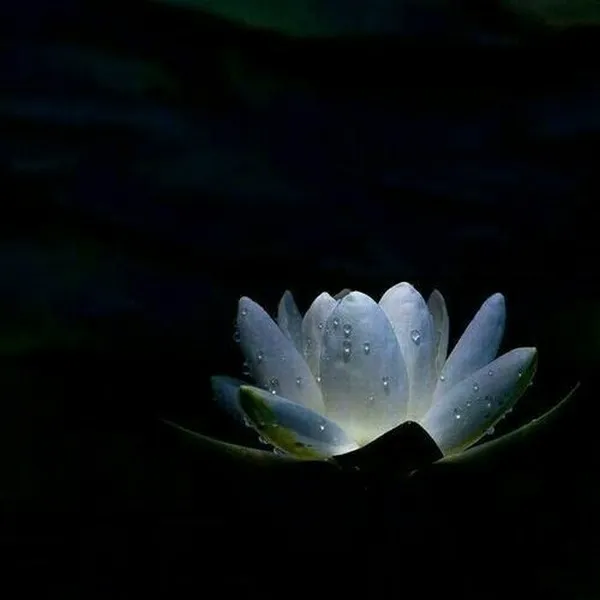 Đổi avatar hoa sen trắng – hành động nhỏ, nỗi đau lớn