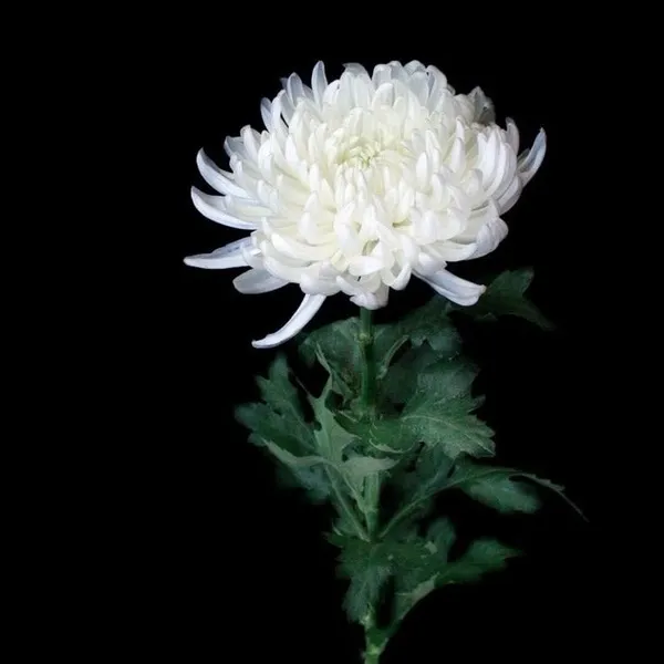 Ảnh profile sen trắng biểu tượng chia xa